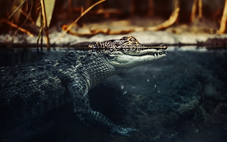 Вода крокодила, черный аллигатор, животные, аллигатор, вода, крокодил, HD обои