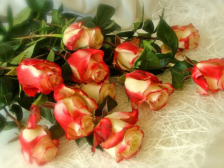 Bouquet roses, white red petals, Bouquet, Roses, White, Red, Petals, HD wallpaper