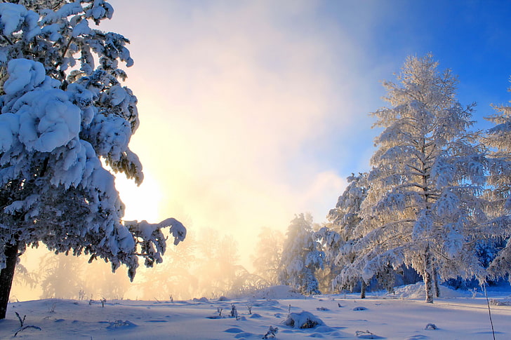 الأشجار مغطاة بالثلوج ، الشتاء ، الثلج ، الطبيعة ، الأشجار ، المناظر الطبيعية، خلفية HD