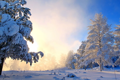 деревья покрыты снегом, зима, снег, природа, деревья, пейзаж, HD обои HD wallpaper