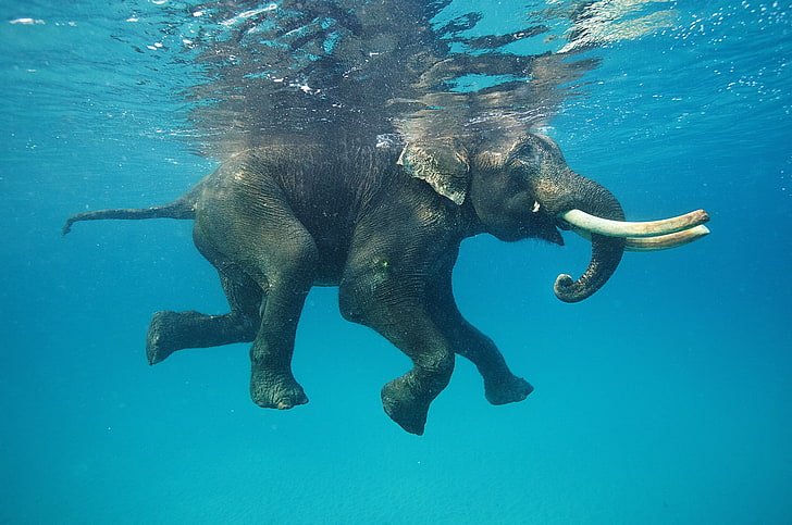 животные, голубые, слоны, природа, отражение, плавание, бивень, под водой, вода, HD обои