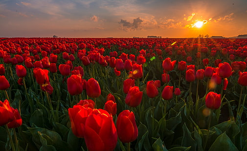 زهور ، توليب ، زهرة ، طبيعة ، زهرة حمراء ، شروق الشمس، خلفية HD HD wallpaper