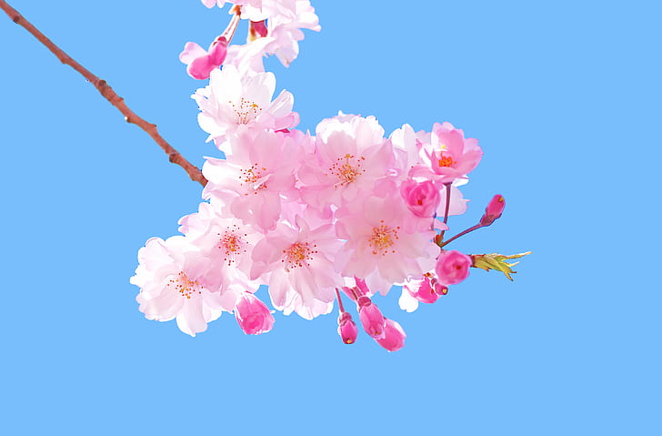 kiraz çiçeği, japon kiraz, japon kiraz, çift çiçekli, ağlayan, Japon kiraz, seçici odak, fotoğrafçılık, Bahar, Mart, hava durumu, ince, Kanagawa, Yokohama, Aoba Ward, Cho, doğa parkı, bitki, Broadleaf seçici odak fotoğrafçılıkAğaç, Çiçek, Rosaceae, Prunus, Kiraz Çiçeği, Plena, Rosea, Soğuk, Harika, Güzel, Tatlı, Tatlı, Tatlı, Sevimli, Sevimli, Renkli, Pembe, Fotoğraf, Fotoğraf, Resim, Çekim, Makro, Nikon D5100, TAMRON, SP 70F / 4, Di, VC, USD, Model, CLUB, pembe Renk, doğa, şube, bahar, çiçek Baş, ağaç, taçyaprağı, japonya, çiçek, tazelik, HD masaüstü duvar kağıdı