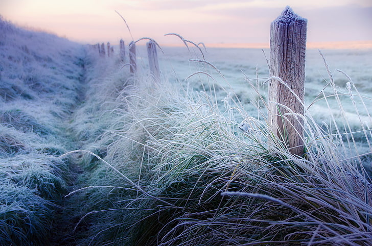 green grass field, winter, frost, grass, posts, the fence, morning, fence, December, HD wallpaper