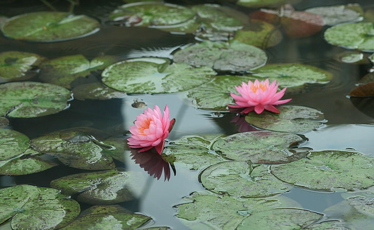 две розови лотосови цветя, водни лилии, вода, листа, езерце, HD тапет