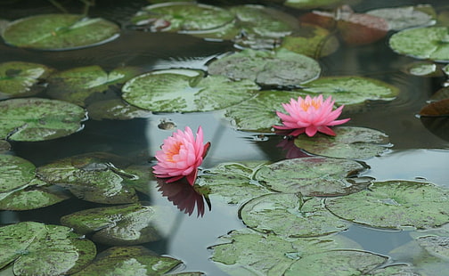 dos flores de loto rosa, nenúfares, agua, hojas, estanque, Fondo de pantalla HD HD wallpaper