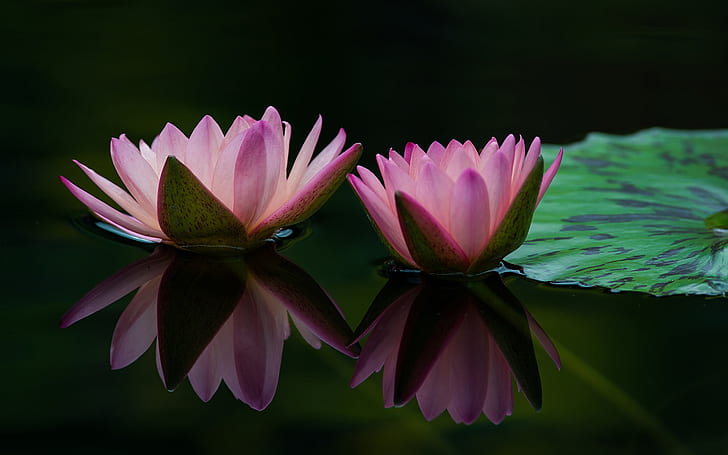 Två näckrosblommor, rosa kronblad, blad, vattenreflektion, två rosa lotusblommor, två, vatten, lilja, blommor, rosa, kronblad, blad, reflektion, HD tapet