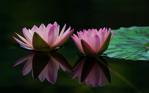 Two water lily flowers, pink petals, leaf, water reflection, two pink lotus flowers, Two, Water, Lily, Flowers, Pink, Petals, Leaf, Reflection, HD wallpaper HD wallpaper