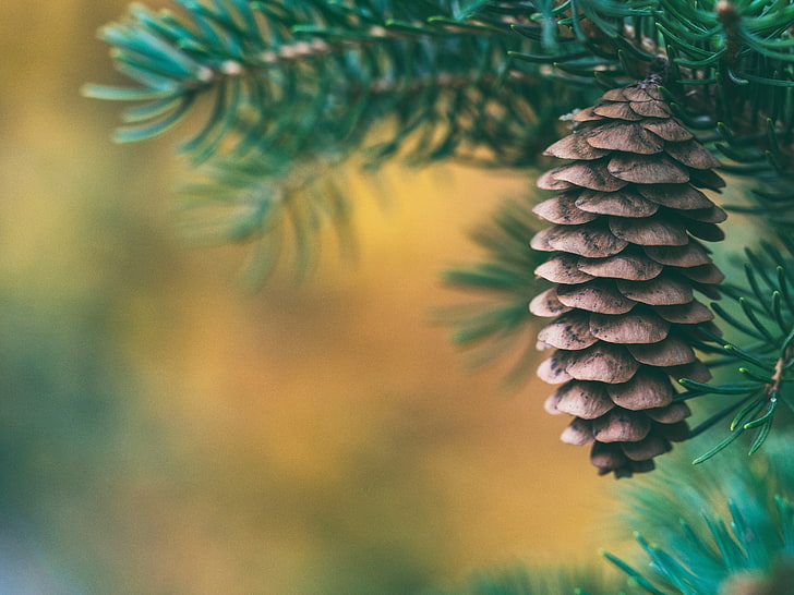 brown pine cone, cone, spruce, blur, HD wallpaper