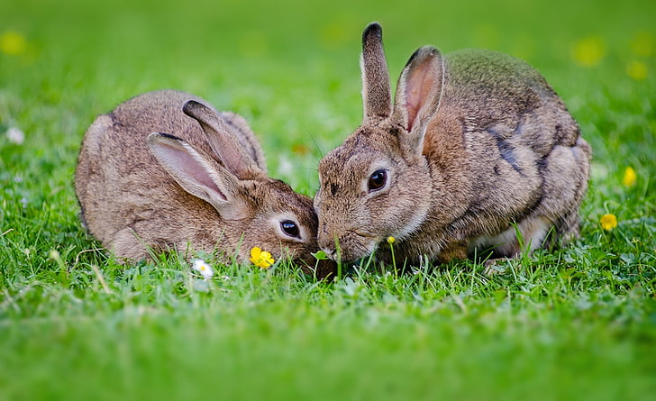 Para królików europejskich, pory roku, wiosna, natura, portret, trawa, na zewnątrz, łąka, zające, dzika przyroda, futrzany, domowy, ssaki, europejskie króliki, Tapety HD