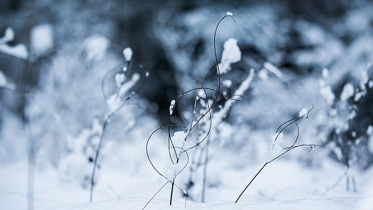 musim dingin, salju, es, dingin, Wallpaper HD