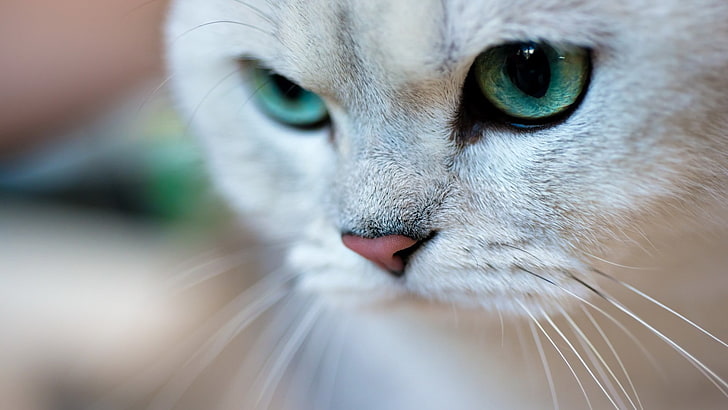 สิ่งทอขนสัตว์สีขาวและสีเขียวสัตว์แมว, วอลล์เปเปอร์ HD