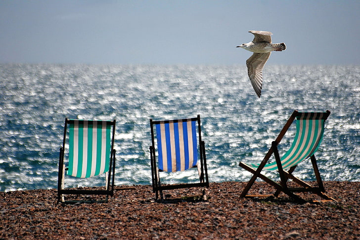 beach, deckchairs, ocean, sand, sea, seagull, seaside, shore, water, HD wallpaper