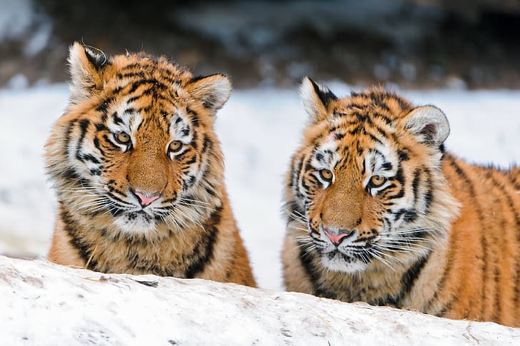 cats, pair, the cubs, the Amur tiger, tiger, ©Tambako The Jaguar, HD wallpaper
