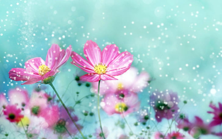 Most Beautiful Nature Flower Pics Hd Wallpaper, HD wallpaper