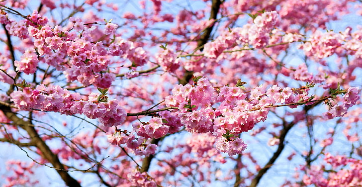 fleur, bourgeon, cerisier, fleur de cerisier, cerisier est-asiatique, rameau en fleurs, grannenkirsche, japonais, cerisier japonais, cerisiers japonais, culture japonaise, cerisier à fleurs japonais, cerisier oriental, o, Fond d'écran HD