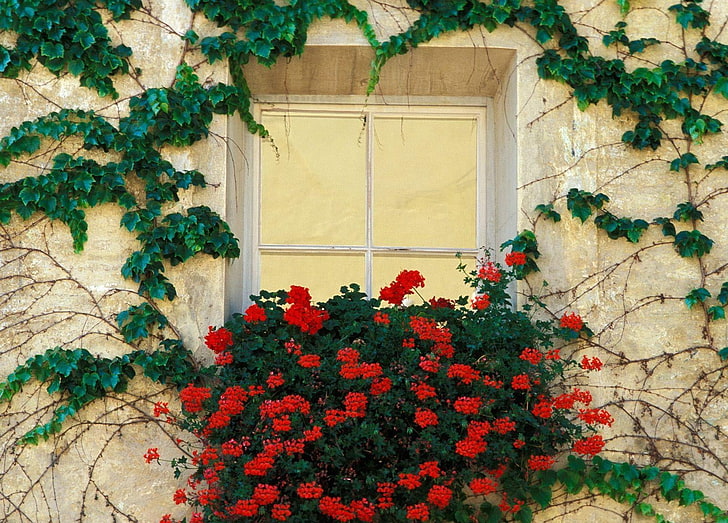red flowers and green ivy plants, flowering, shrubs, bindweed, green, box, HD wallpaper
