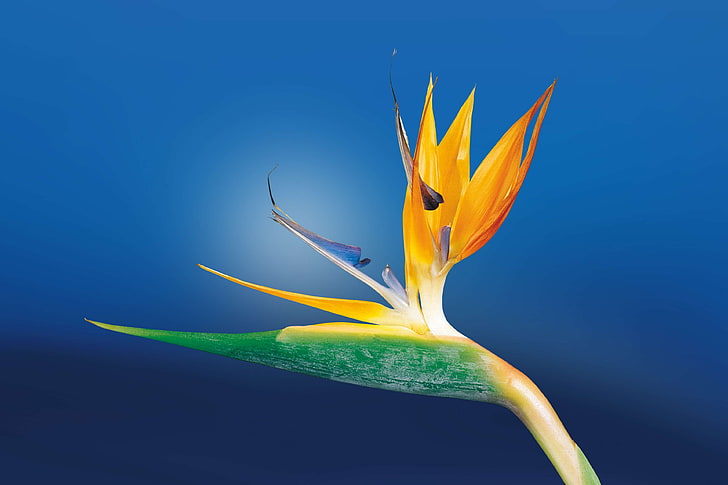 Paradiesvögel Blume, Blüte, Blüte, Flora, Blume, HD, Makro, Strelitzia, HD-Hintergrundbild