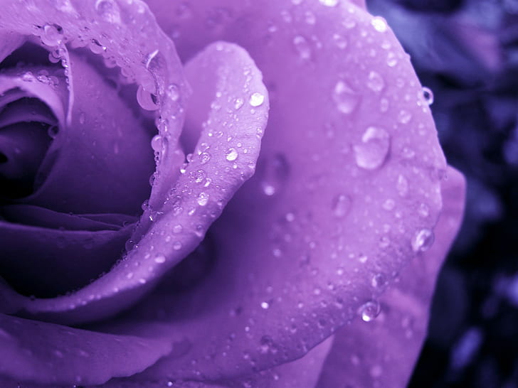 rose, purple, water drops, flowers, HD wallpaper