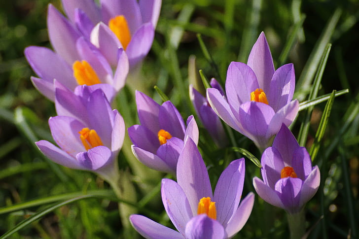 Fiori di croco viola e gialli di giorno, raggiungendo il sole, viola, croco giallo, di giorno, fiore, krokus, primavera, vår, natura, pianta, croco, petalo, bellezza in natura, estate, capolino, Sfondo HD