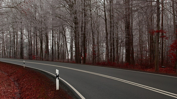 gray asphalt road, road, fall, HD wallpaper