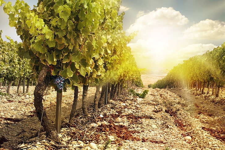 landscape, nature, vineyard, bunches of grapes, HD wallpaper
