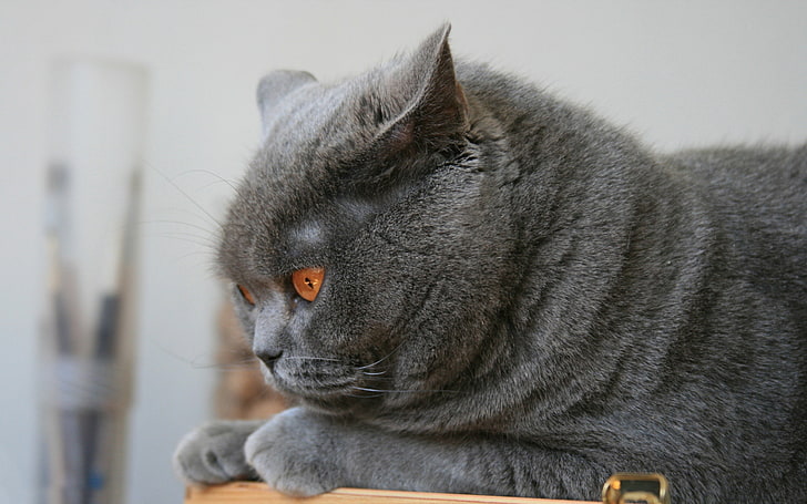 Gri kedi, kedi, briton, kulaklar, aşağı, yağ, HD masaüstü duvar kağıdı