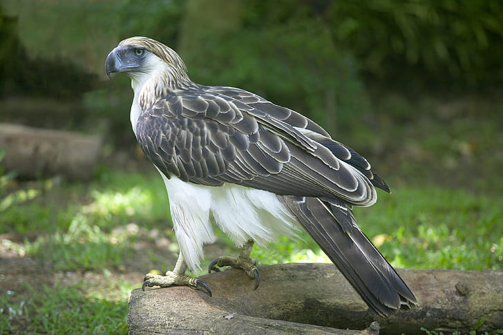 филипински орел, HD тапет