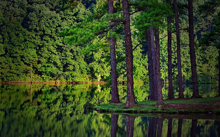nature, landscape, summer, trees, forest, lake, reflection, spruce, wood, plants, HD wallpaper