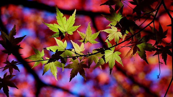 grünblättriger Baum, Blätter, Makro, Natur, HD-Hintergrundbild