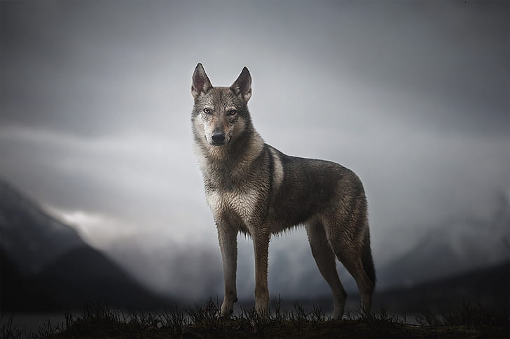 Berge, Hund, morgen der ungezähmte Geist, HD-Hintergrundbild