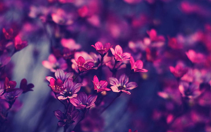 ดอกไม้ที่สง่างาม, วอลล์เปเปอร์ HD