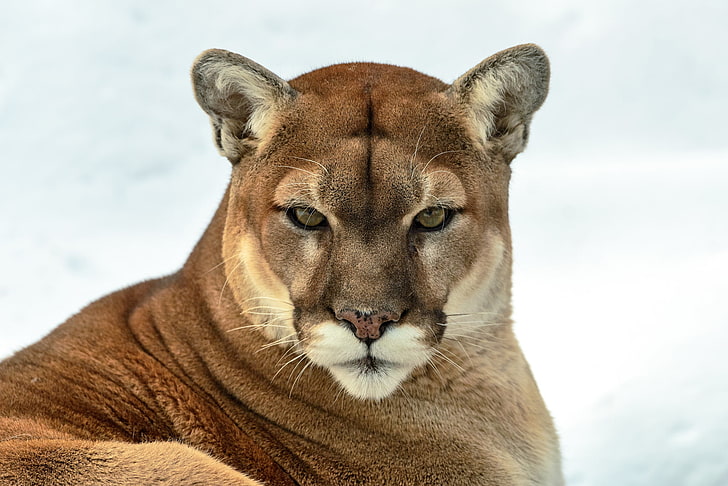 adult lioness, look, predator, Puma, wild cat, mountain lion, Cougar, HD wallpaper