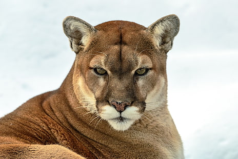 adult lioness, look, predator, Puma, wild cat, mountain lion, Cougar, HD wallpaper HD wallpaper