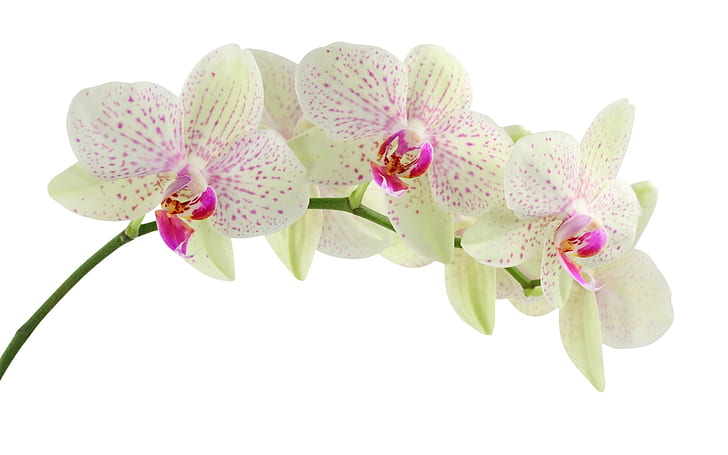 White Orchid Flower, HD wallpaper