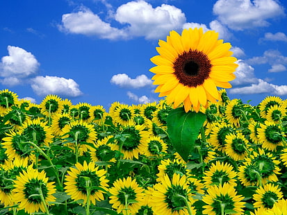 слънчогледови тапети, слънчогледи, поле, лято, растение, небе, облаци, HD тапет HD wallpaper