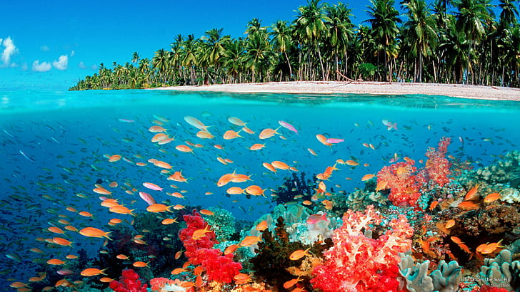 Life Under the Sea, Fiji, Ocean Life, HD wallpaper