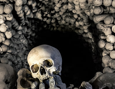huesos del cráneo, Fondo de pantalla HD HD wallpaper