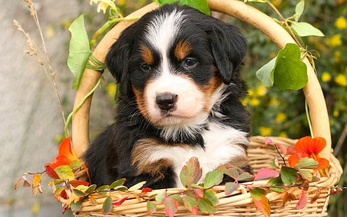 Berneński szczeniak, berneński pies pasterski, berneński pasterz, pies, szczeniak, kwiaty, kosz, Tapety HD HD wallpaper