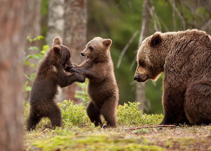 bruna björnar, natur, djur, björnar, skog, träd, lek, baby djur, HD tapet