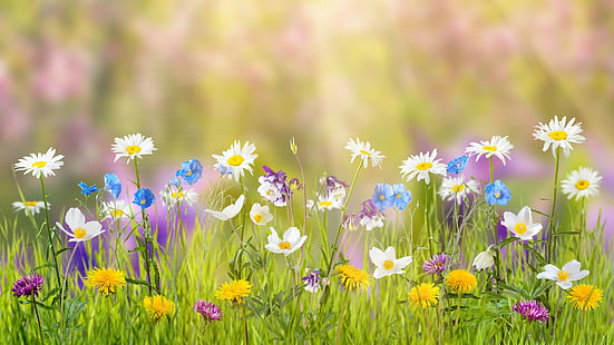 białe, niebieskie, żółte i fioletowe kwiaty pod słonecznym niebem, kwiat, 5k, tapeta 4k, pole, wiosna, Tapety HD HD wallpaper