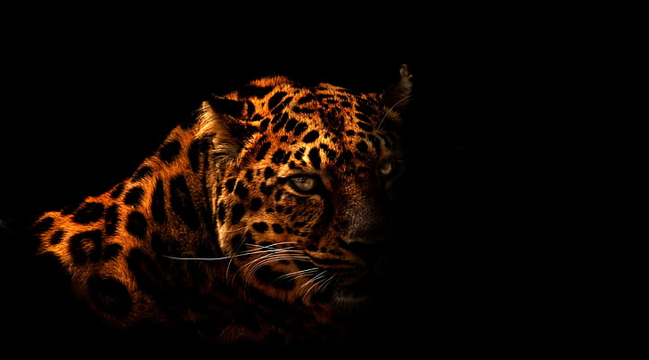 Leopard, wallpaper macan tutul, Aero, Black, Wild, Leopard, Wallpaper HD