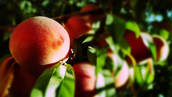 Peach HD, fruit, nature, peach, HD wallpaper
