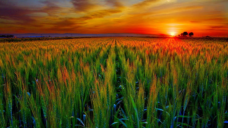 Ladang Gandum Saat Matahari Terbenam, bakersfield, lembah, biji-bijian, matahari terbenam, musim semi, panen, california, gandum, emas, pusat, alam, dan tanah, Wallpaper HD