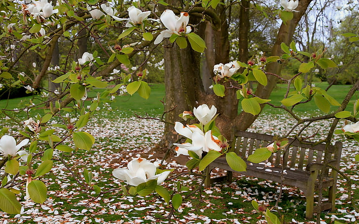 flores brancas na árvore verde, árvores, flores, banco, grama, magnólia, primavera, verão, HD papel de parede