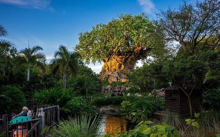 tanaman berdaun hijau, Walt Disney World Resort, taman, Disney, Wallpaper HD