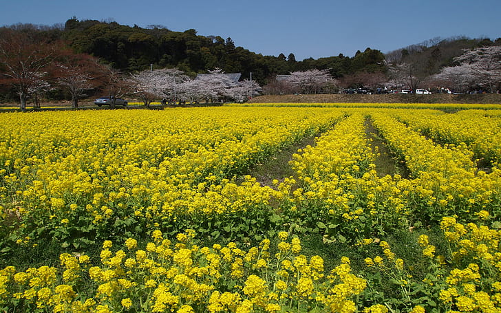 쿄 타나베 벚꽃과 유채 꽃의 국보 관음 이미지, HD 배경 화면