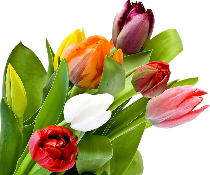 pink, orange, and white flowers, tulips, flowers, bouquet, different, leaves, white background, HD wallpaper