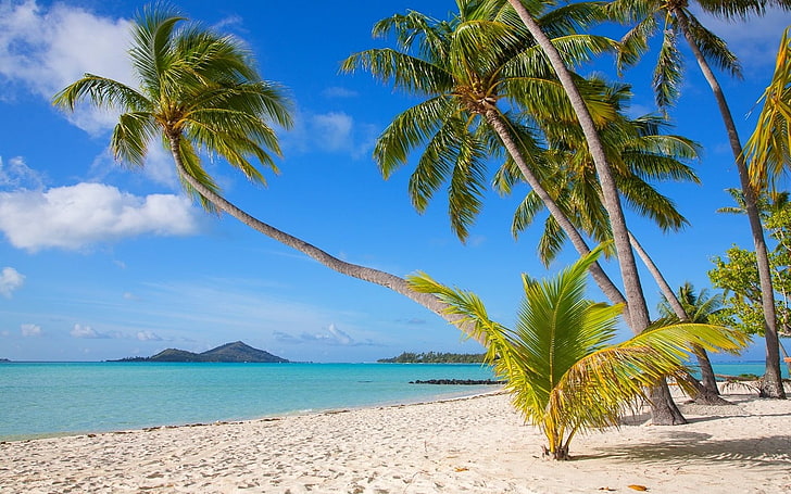 зеленые пальмы, природа, пейзаж, тропический, бора бора, пляж, остров, белый, песок, море, пальмы, лето, Французская Полинезия, HD обои