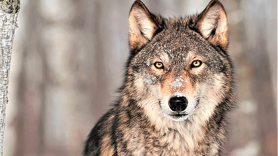 Wolf, grau, 4K, HD-Hintergrundbild HD wallpaper